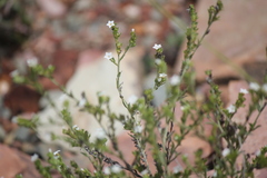 Heliotropium supinum